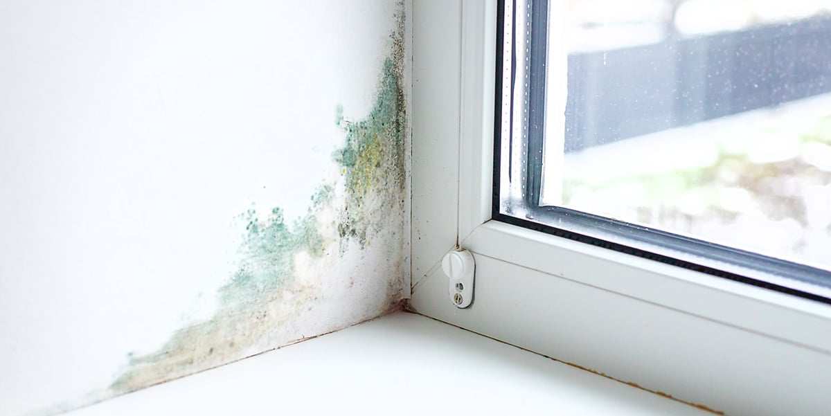 Mold growing on a residential wall by a window