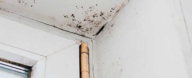 Mold growing in the corner of a room