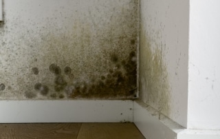 Mold growing in the corner of a wall