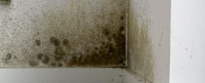 Mold growing in the corner of a wall